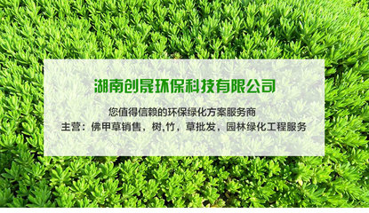 绿色屋顶先锋 佛甲草基地直销助力湘潭环保新趋势